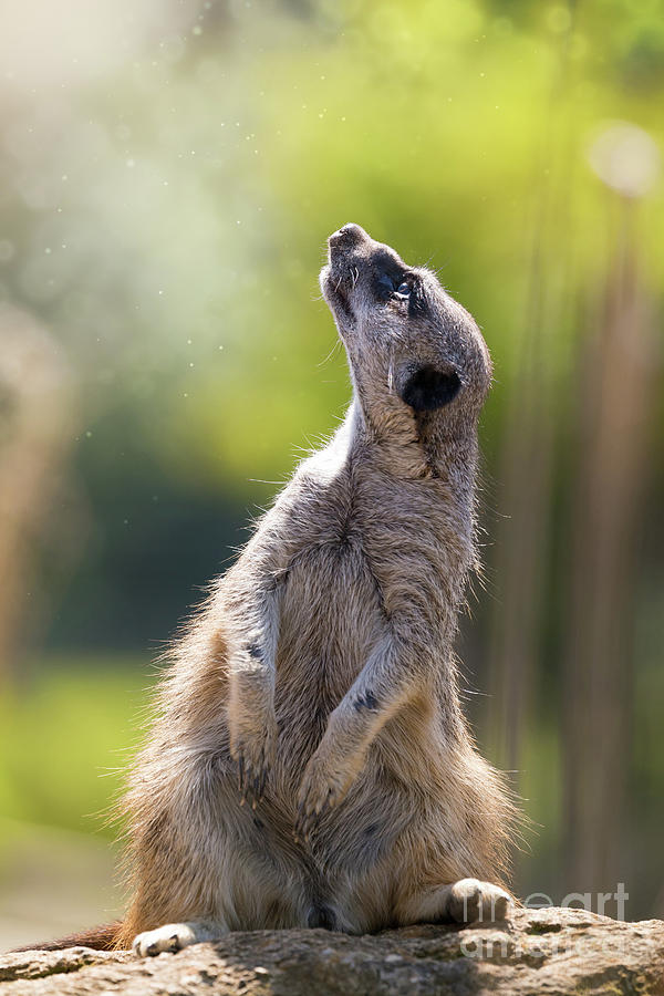 Magical meerkat Photograph by Jane Rix