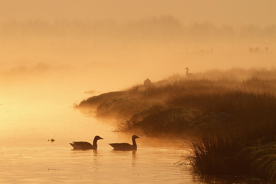 Spring Photograph - MAgical Misty  Morning by Roeselien Raimond