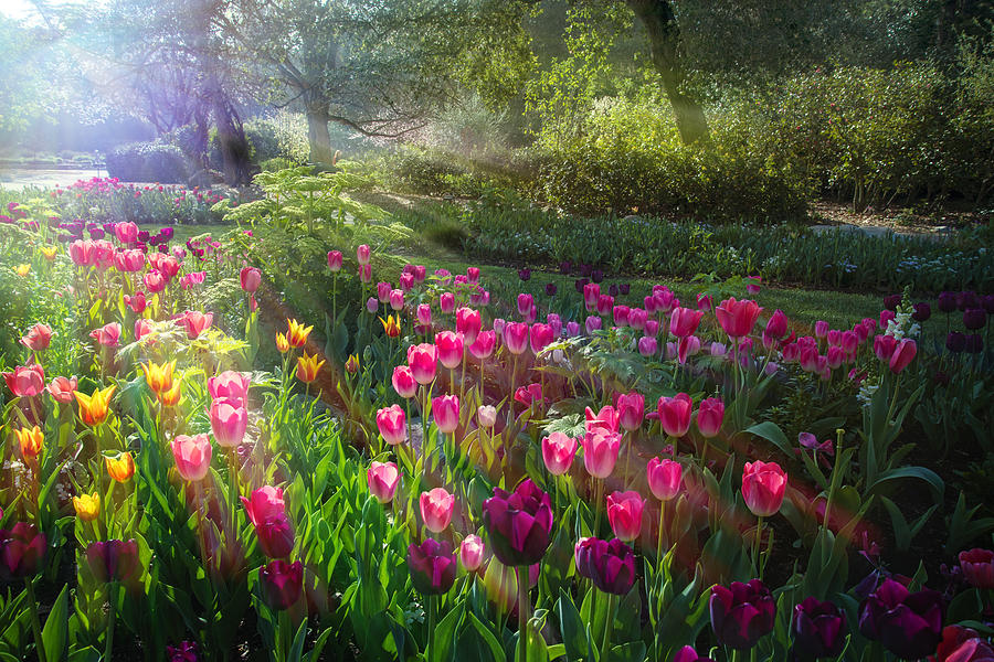 Garden Photograph - Magical Moment in the Garden by Lynn Bauer