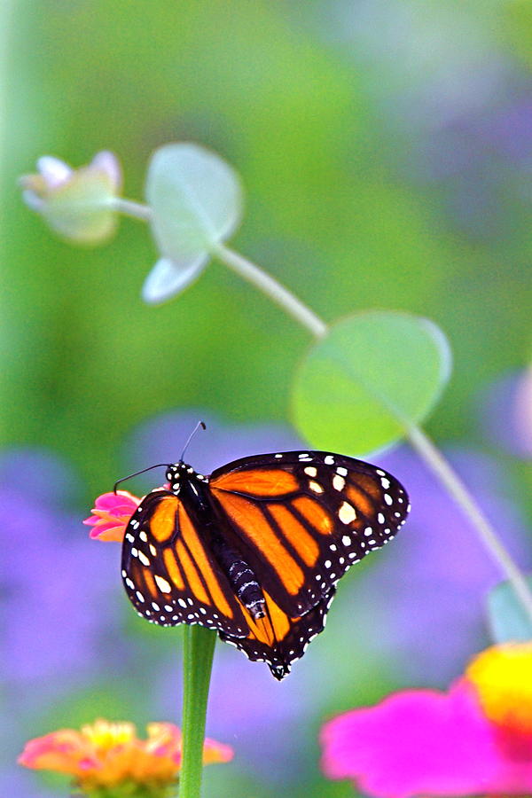Magical Monarch Photograph by Byron Varvarigos