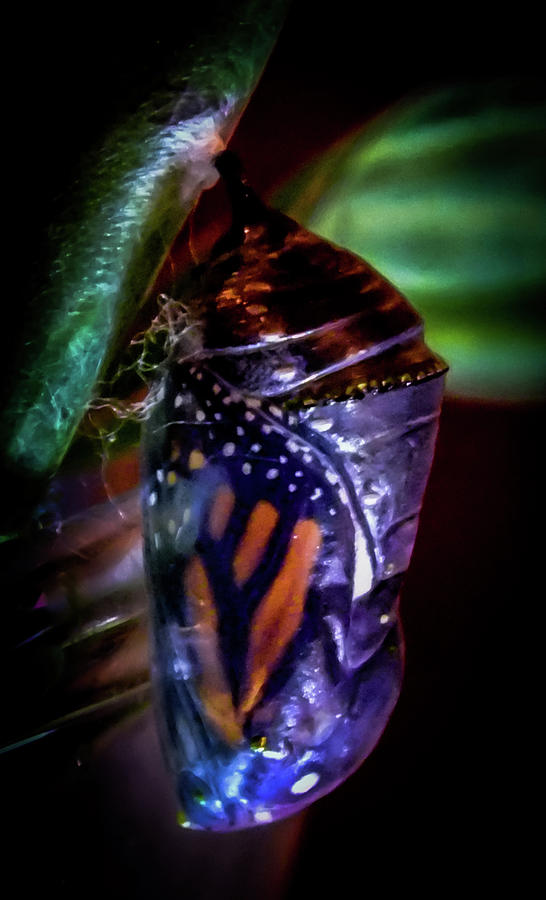  Magical Monarch Photograph by Karen Wiles