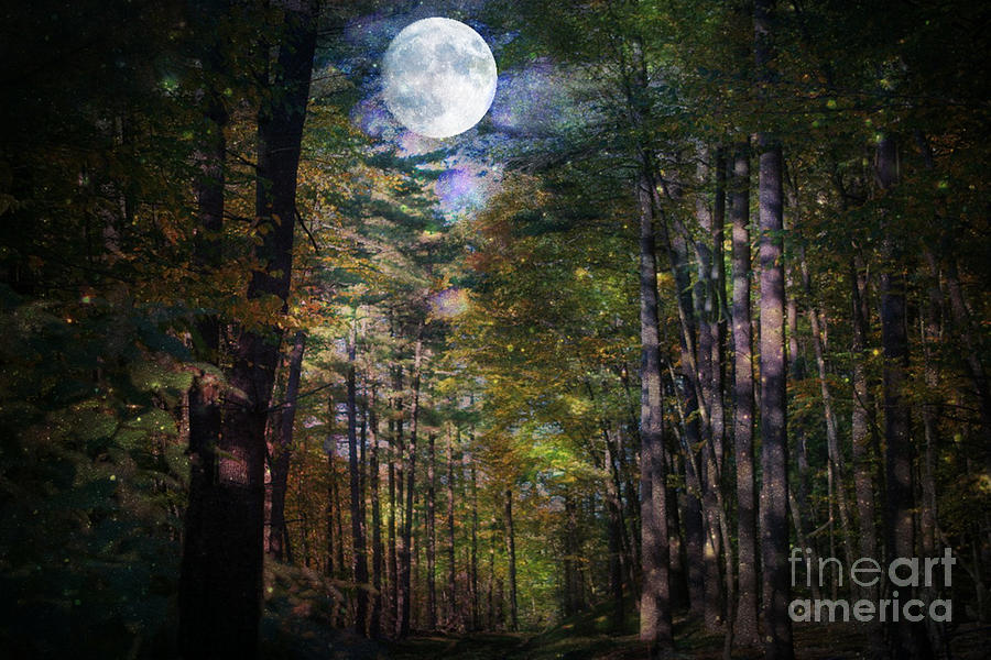 Magical Moonlit Forest Photograph by Judy Palkimas