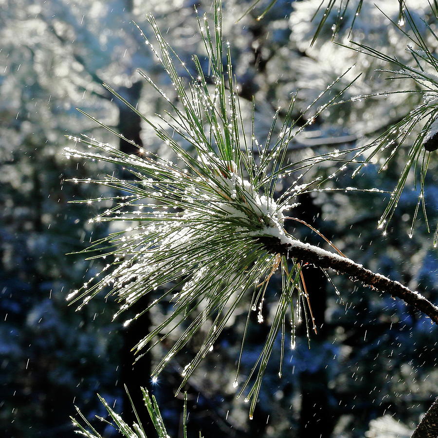 Magic Photograph - Magical Morning Snow by Diane Zucker