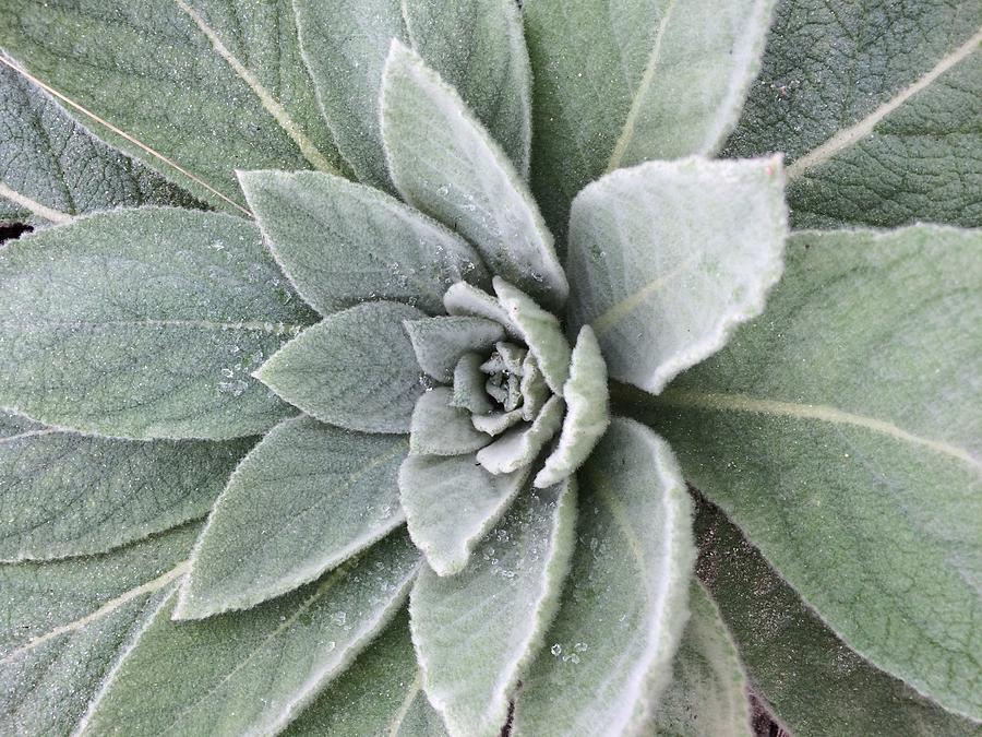 Magical Mullein Medicine Photograph by Anjel B Hartwell