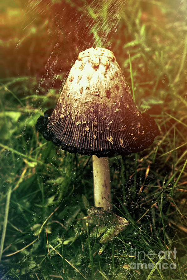 Up Movie Photograph - Magical Mushroom by Mariola Bitner