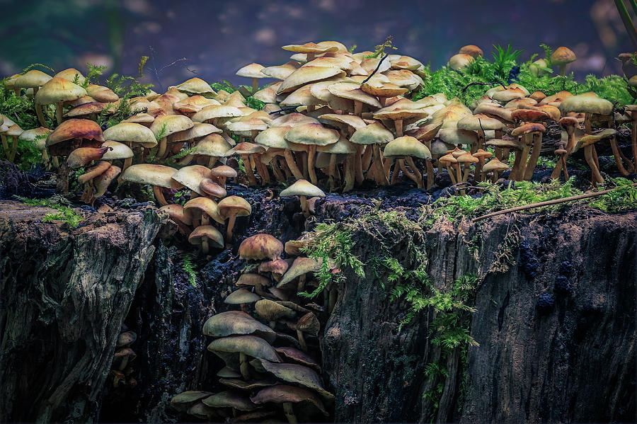 Magical Mushrooms Photograph by Tim Abeln
