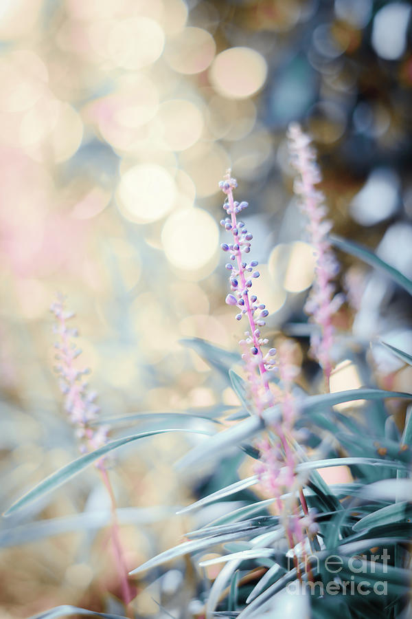 Magical Mystery -Bokeh  Photograph by Adrian De Leon Art and Photography