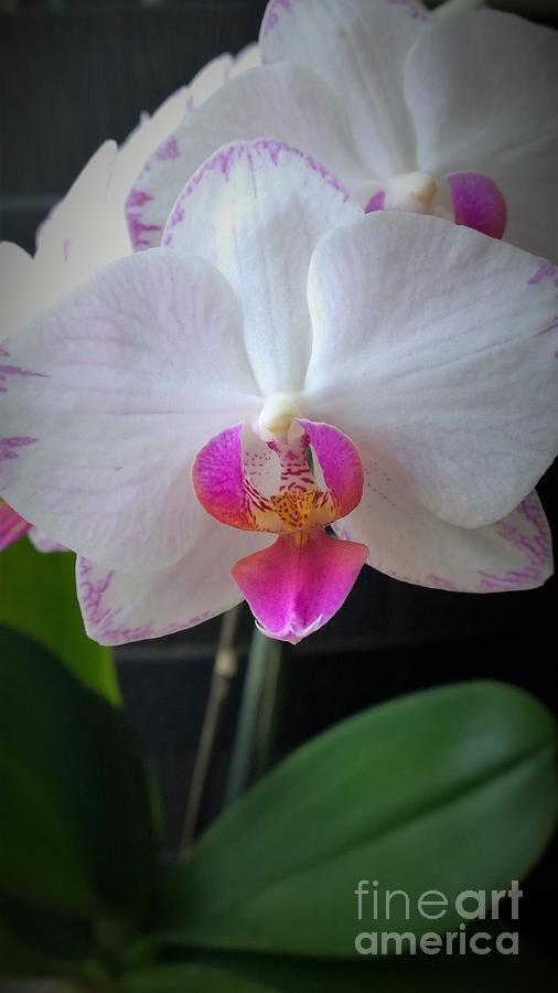 Magical Orchid Photograph by Jennifer E Doll