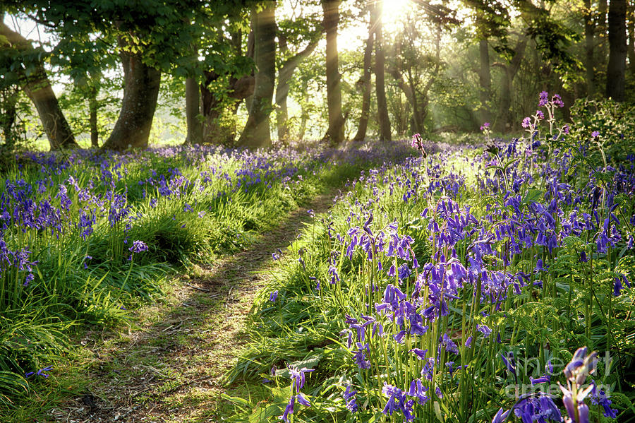 Flower Photograph - Magical path through bluebell forest with early morning sunrise by Simon Bratt