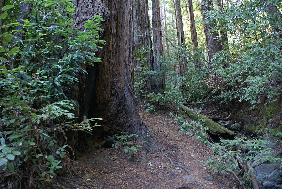 Magical Path Through the Redwoods on Mount Tamalpais Photograph by Ben Upham III