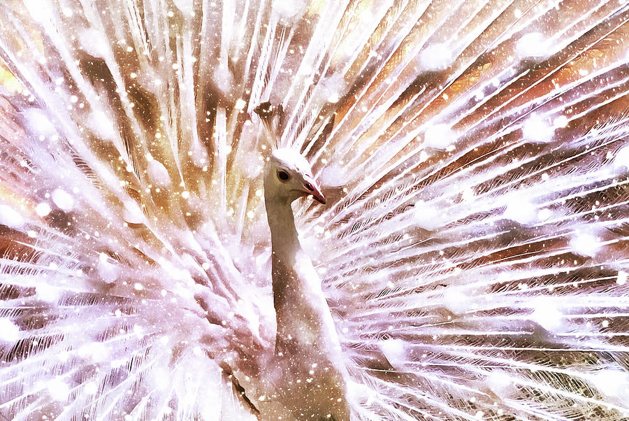 Bird Photograph - Magical Peacock by Georgiana Romanovna