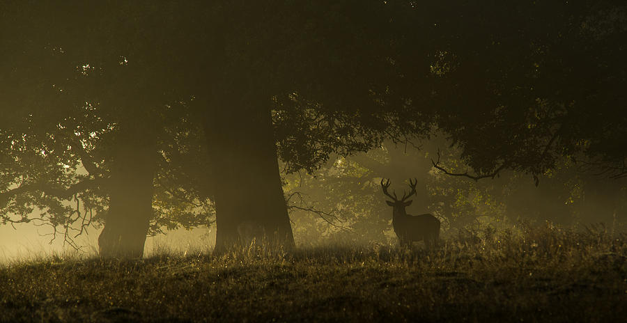Wildlife Photograph - Magical Sunrise by Inigo Cia