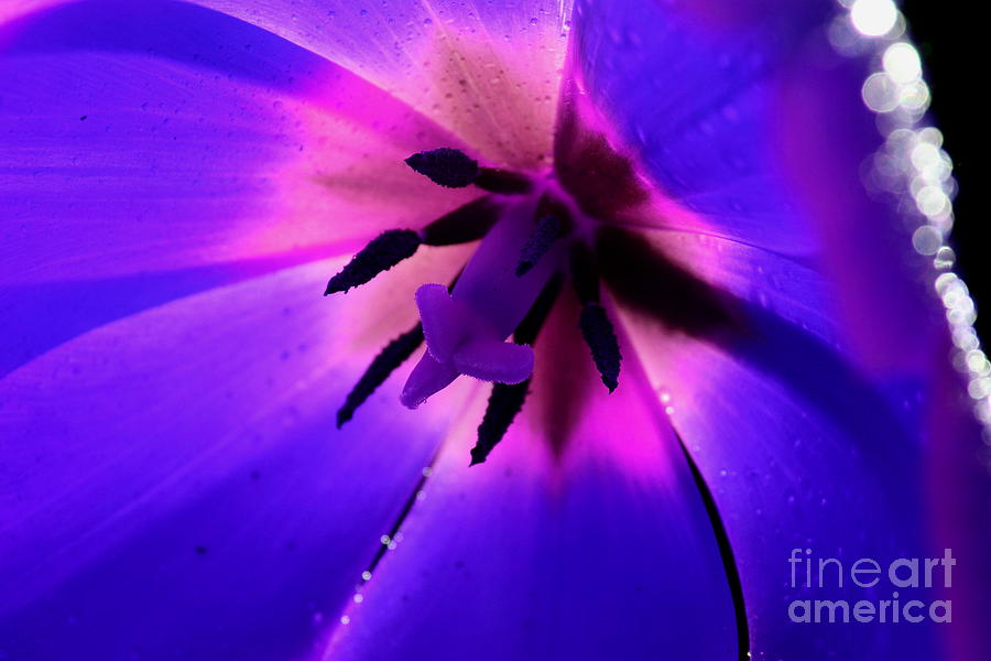 Tulip Photograph - Magical Tulip by Krissy Katsimbras