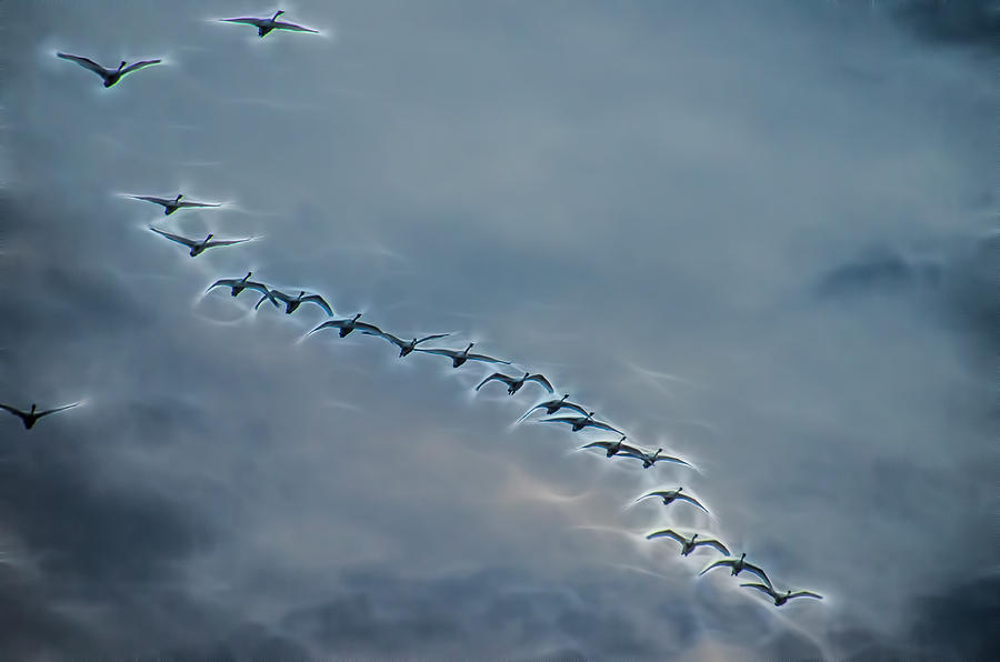 Magical Tundra Swan Fly-Over Photograph by Beth Venner