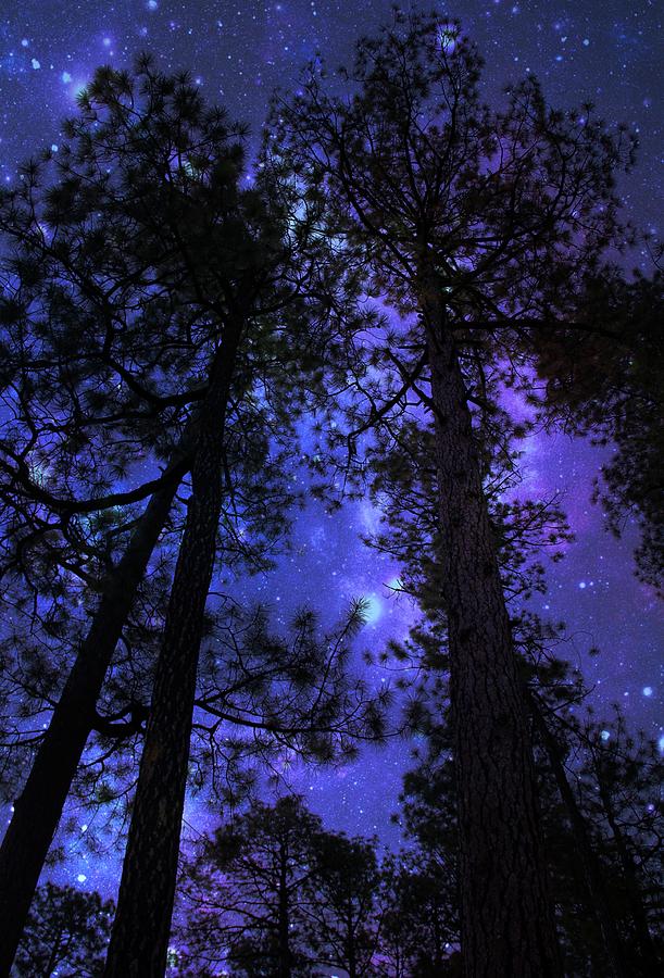 The Trees Have Magic by Kimmi Craig The Trees Have Magic by Kimmi Craig