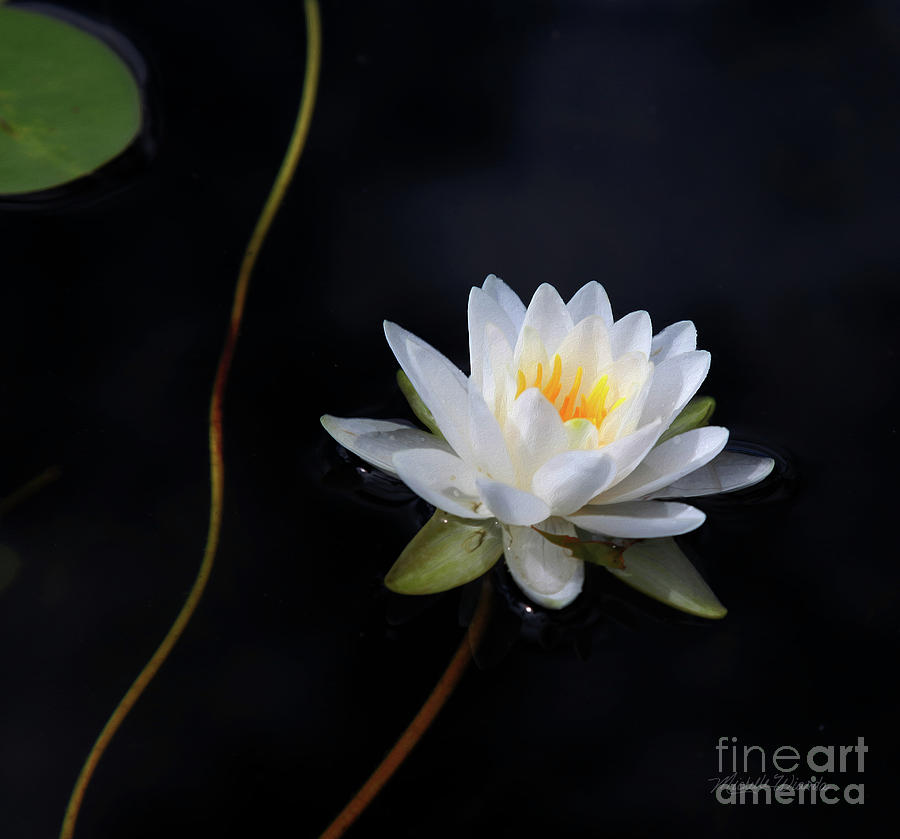 Lily Photograph - Magical Water Lily by Michelle Constantine