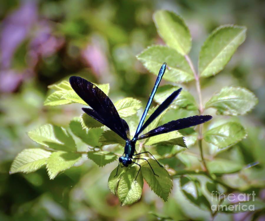 Magical Wings - Ebony Jewelwing Damselfly Photograph by Kerri Farley