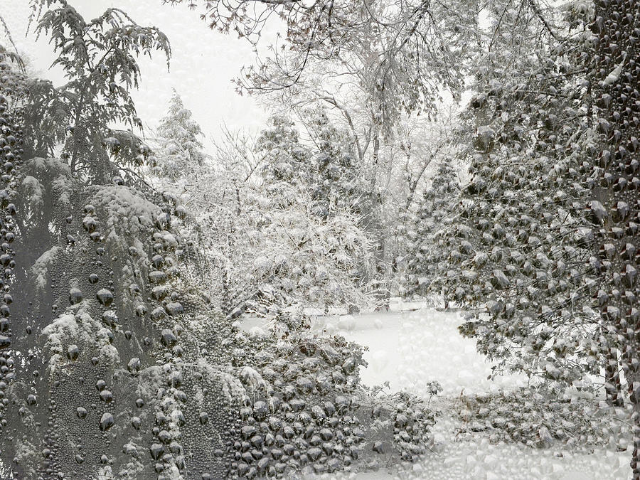 Magical Winter Scene Photograph by Tasha ONeill