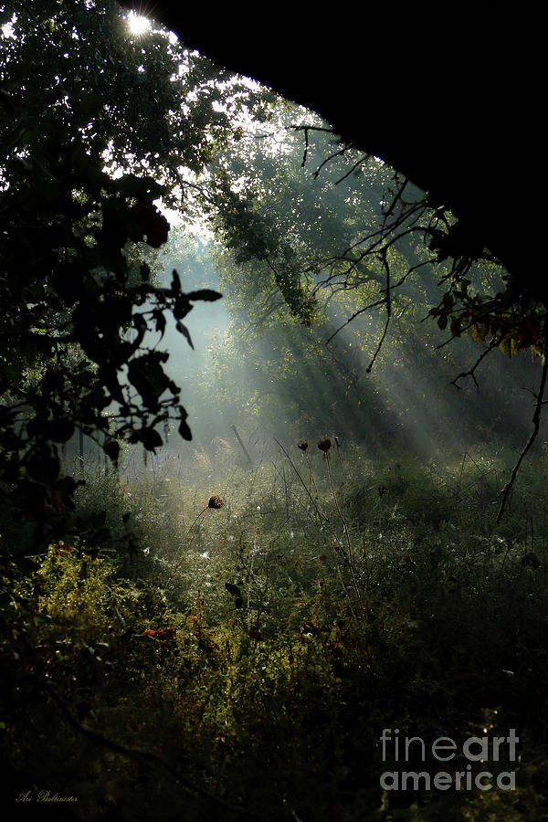 Magical Woodland lighting 02 Photograph by Arik Baltinester