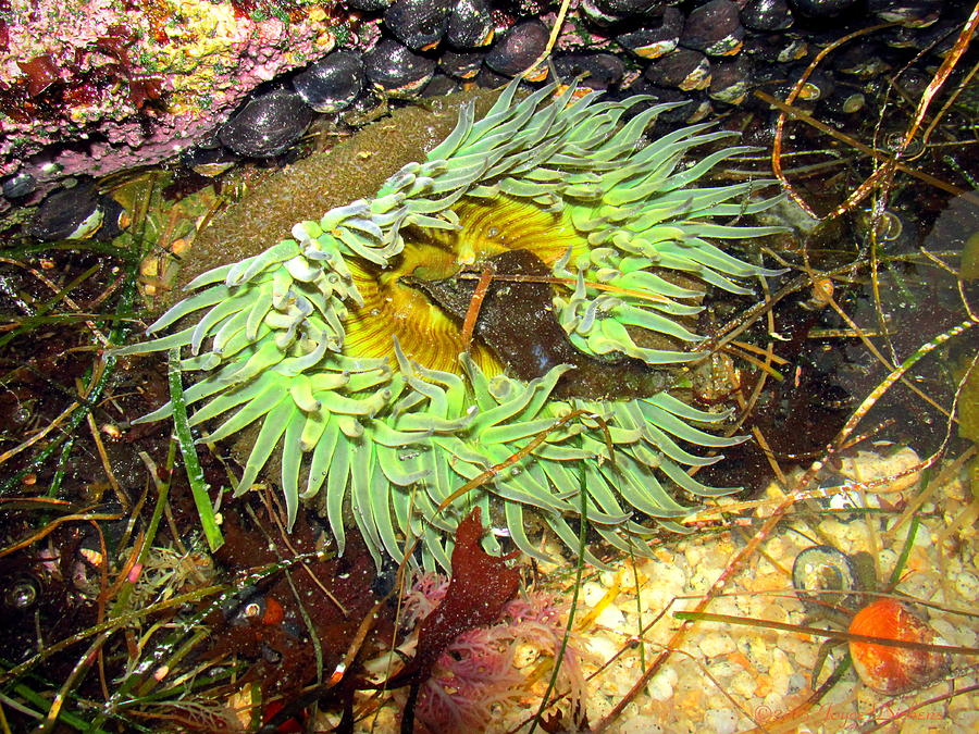 Giant Green Sea Anenome Photograph by Joyce Dickens