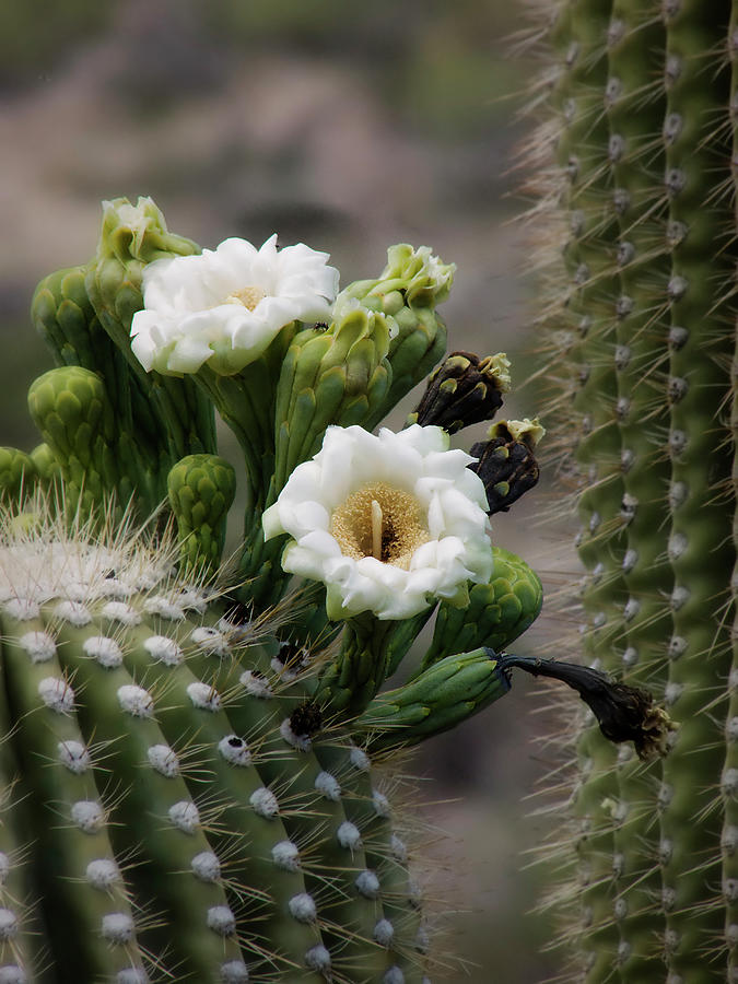 Magnificant Bloom of the Saguaro Photograph by Lucinda Walter