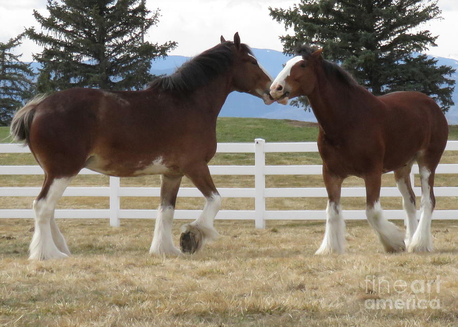 Horse Photograph - Magnificant Horses - The Clydesdales -6  by Diane M Dittus