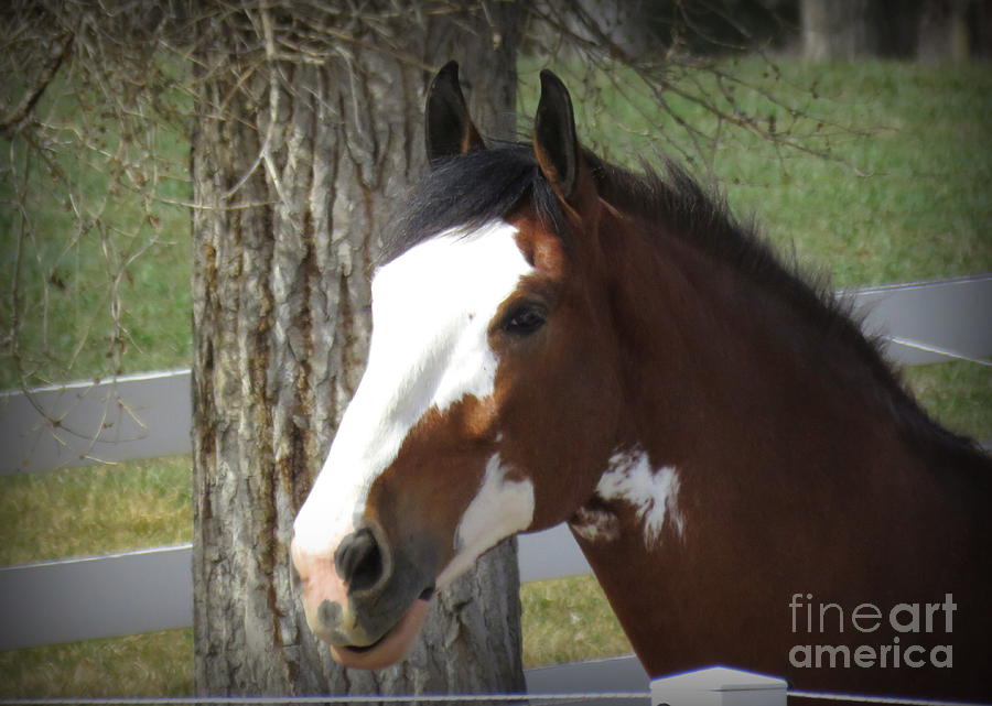 Horse Photograph - Magnificant Horses - The Clydesdales -7 by Diane M Dittus
