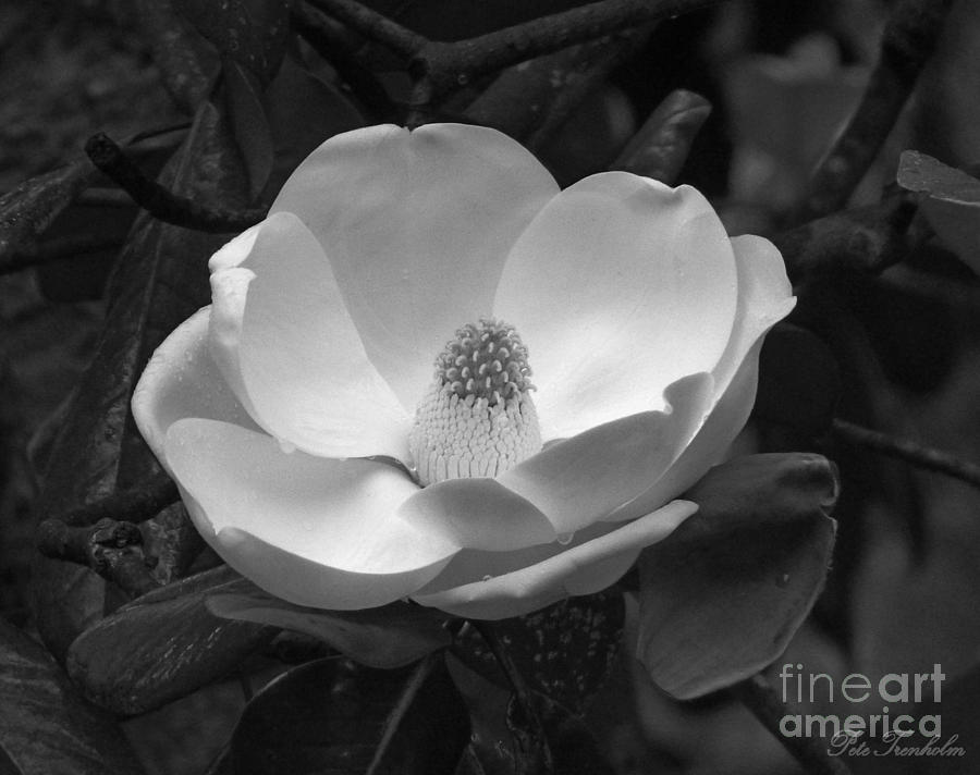 Magnificant Magnolia BW Photograph by Pete Trenholm