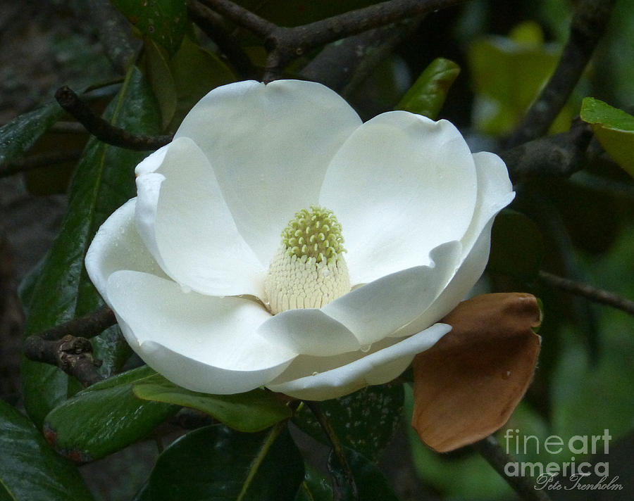 Magnificant Magnolia Photograph by Pete Trenholm