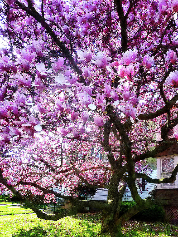 Magnificant Magnolias Photograph by Susan Savad