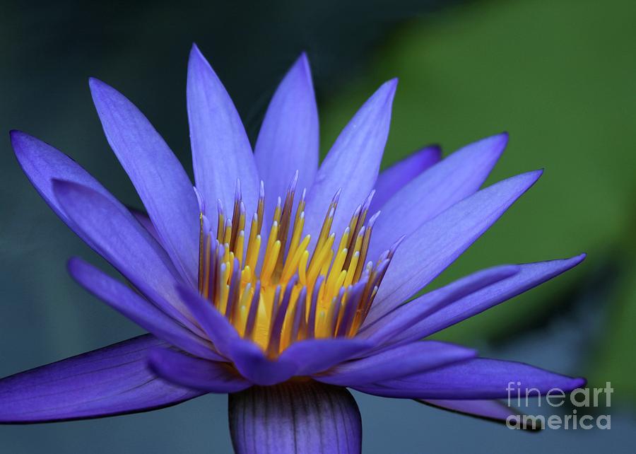 Magnificant Water Lily Photograph by Sabrina L Ryan