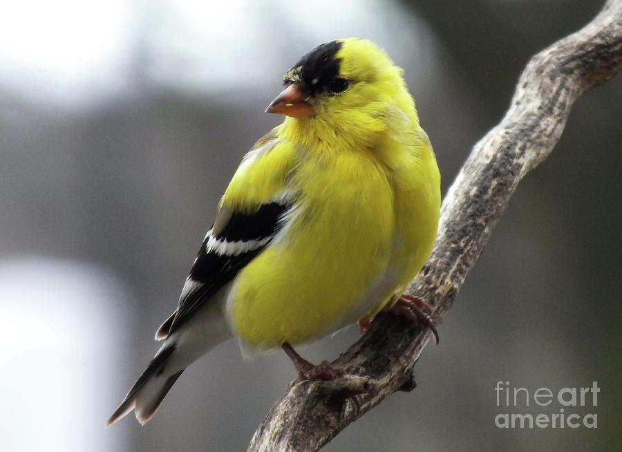 Magnificent American Goldfinch Photograph
