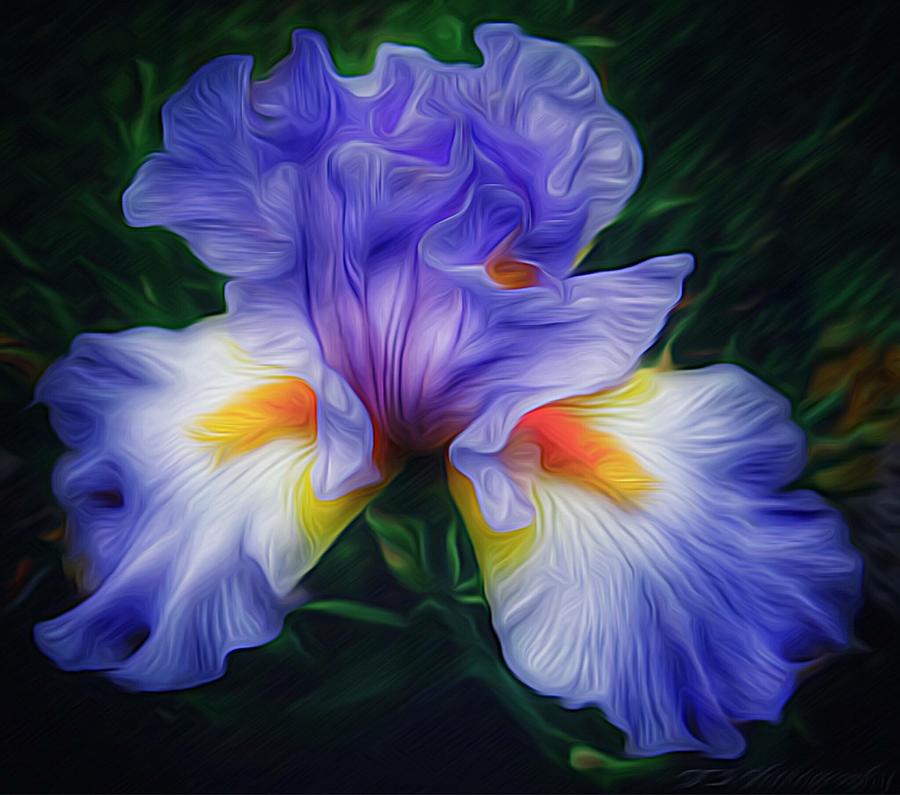 Magnificent Bearded Iris Photograph by Doris Aguirre