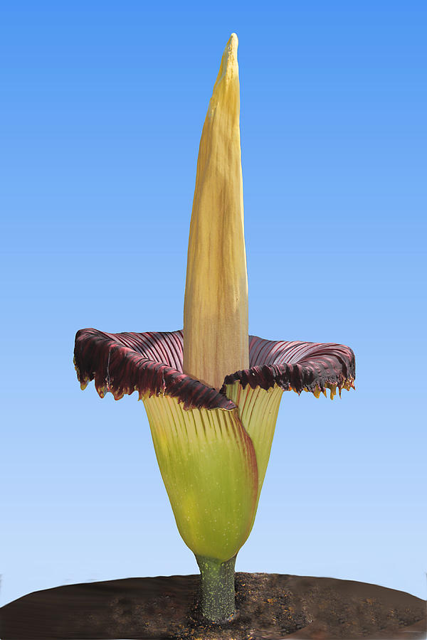 Lily Photograph - Magnificent Corpse Lily by Carole-Anne Fooks