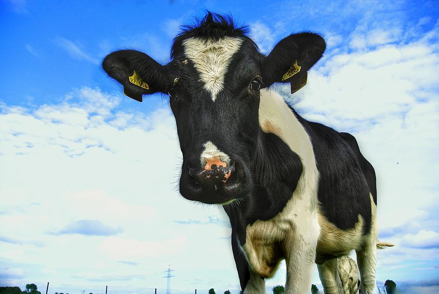 Cow Digital Art - Magnificent cows art 4 by Marco De Mooy