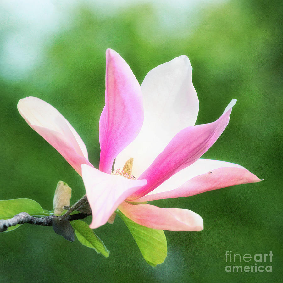 Magnificent Daybreak Magnolia at Days End Photograph by Anita Pollak