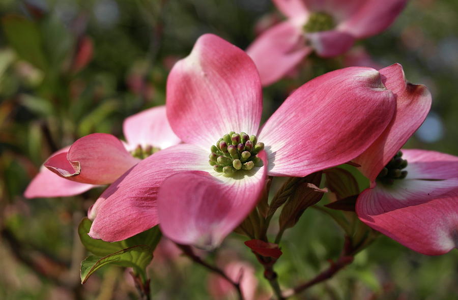 Magnificent Dogwood Flower Photograph by Michele Myers