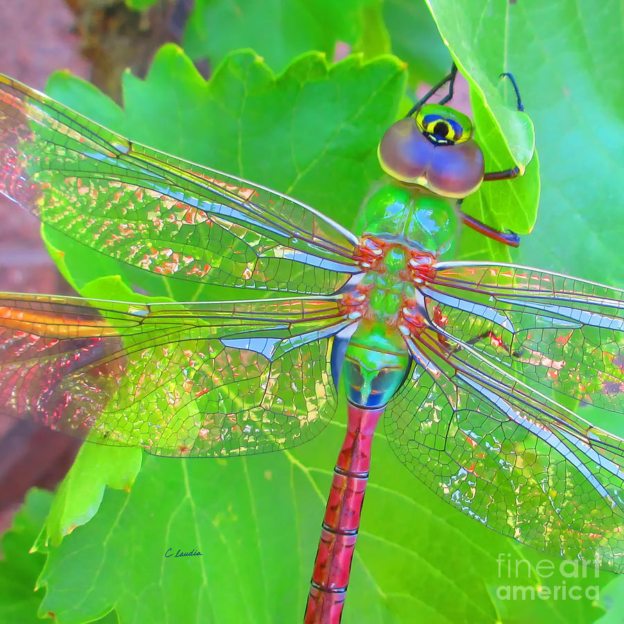 Magnificent Dragonfly - Square Macro Photograph by Claudia Ellis
