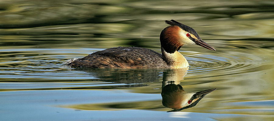 Magnificent Great Crested Grebe Photograph