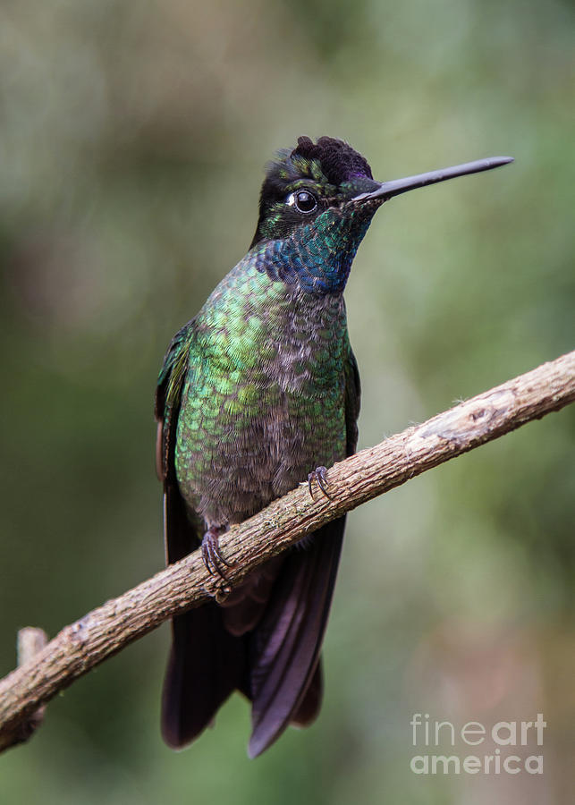 Magnificent Hummingbird 1 Photograph by Chris Scroggins