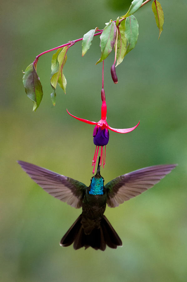 Magnificent Hummingbird Eugenes Fulgens Photograph by Panoramic Images