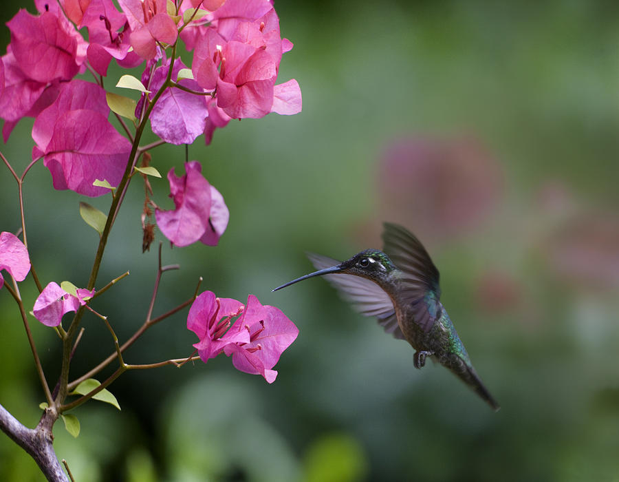 Magnificent Hummingbird Female Feeding Photograph by Tim Fitzharris