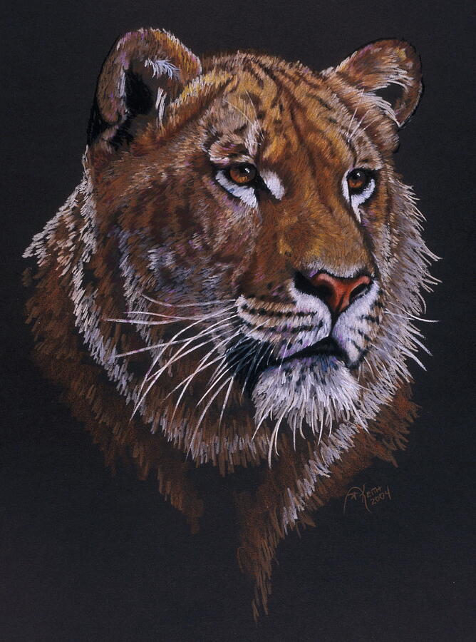 Magnificent Liger Drawing by Barbara Keith | Fine Art America