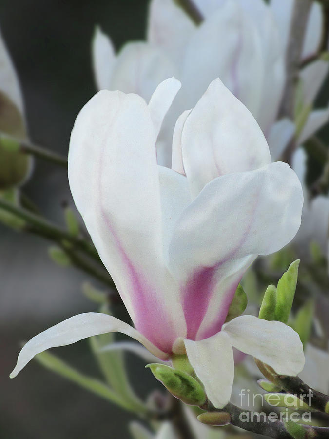 Magnificent Magnolia 2 Photograph by Kim Tran