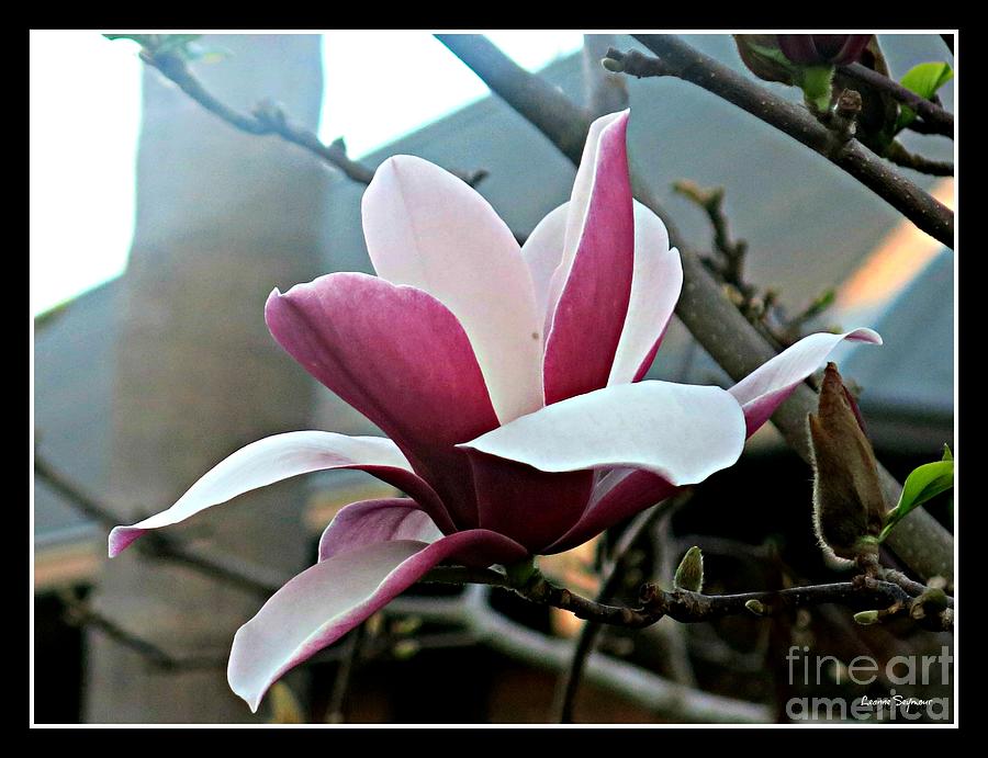 Magnificent Magnolia Blossom - within a border Photograph by Leanne Seymour