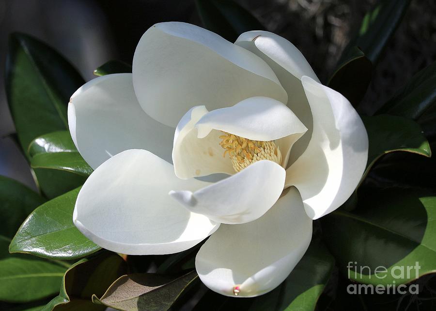 Magnificent Magnolia Photograph by Diann Fisher