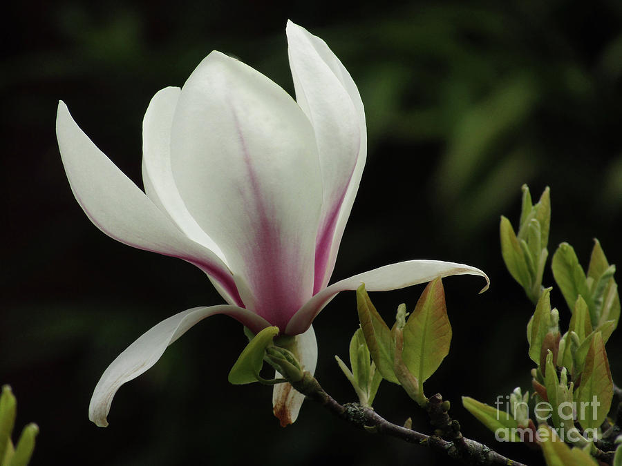 Magnificent Magnolia Photograph by Kim Tran