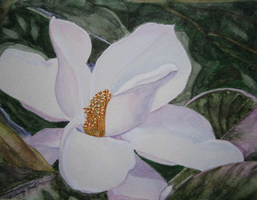 Magnificent Magnolia Painting by Shirley Braithwaite Hunt