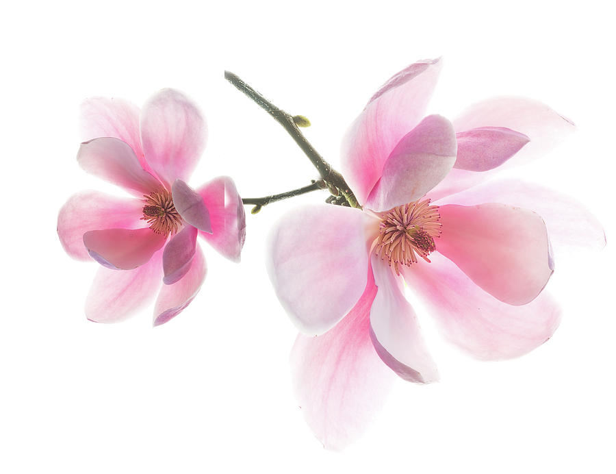  Magnolia is the harbinger of spring. Photograph by Usha Peddamatham