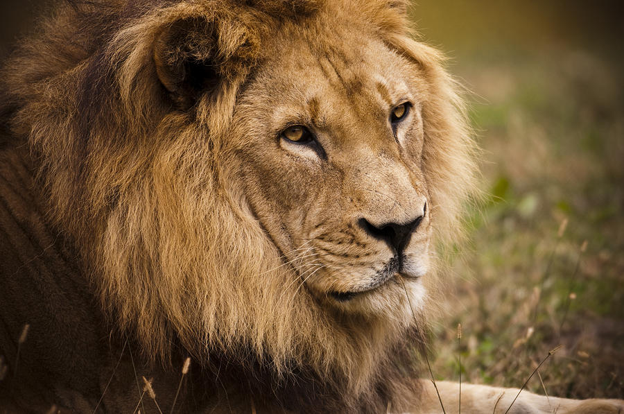 Lion Photograph - Magnificent Male Lion by Chad Davis